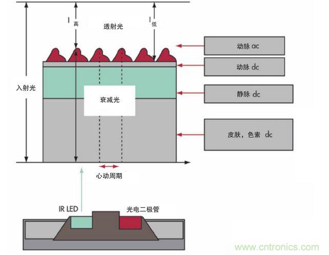 可以用發(fā)光二極管 （LED） 來照亮皮膚，然后測(cè)量反射到一個(gè)光電二極管的光量來監(jiān)測(cè)每個(gè)心動(dòng)周期